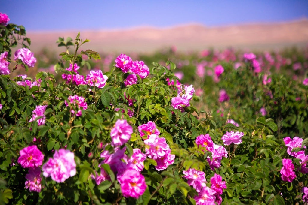 Damask Roses grown in organic farms